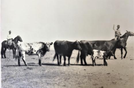 Ganados de la estancia a fines del siglo XIX